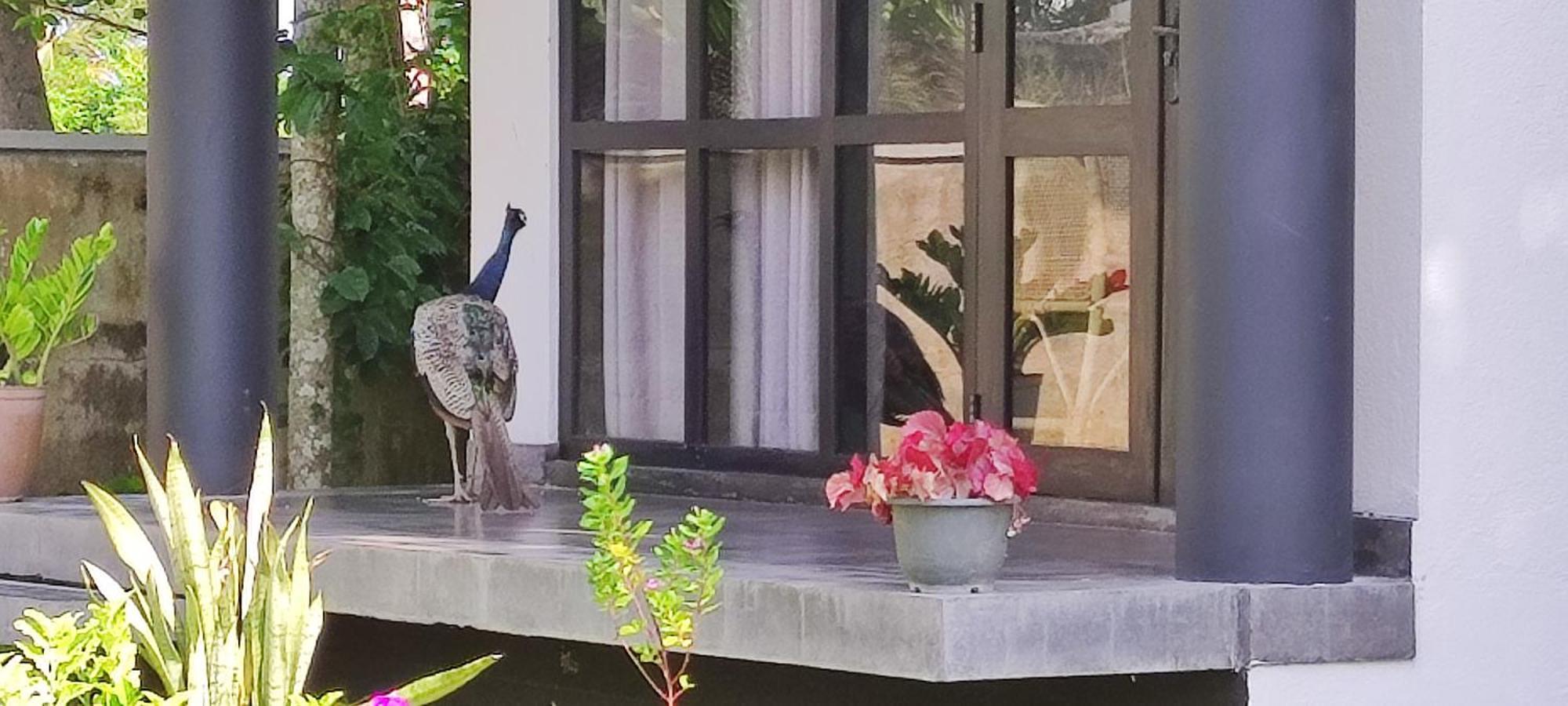 Mango Tree Villa ベントータ エクステリア 写真